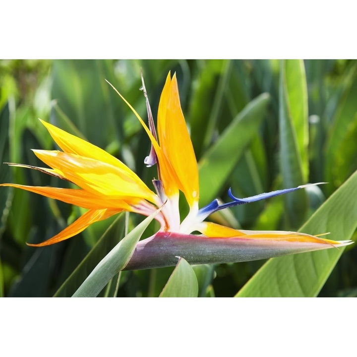 Tropical Bird of Paradise flower in full bloom Oahu Hawaii United States of America Poster Print Image 1