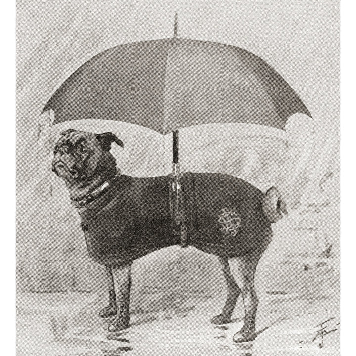 A Pug Wearing Boots Coat And Umbrella To Protect It From The Rain. From The Strand Magazine Published 1896 Image 2