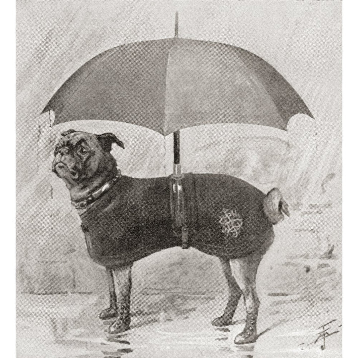 A Pug Wearing Boots Coat And Umbrella To Protect It From The Rain. From The Strand Magazine Published 1896 Image 1