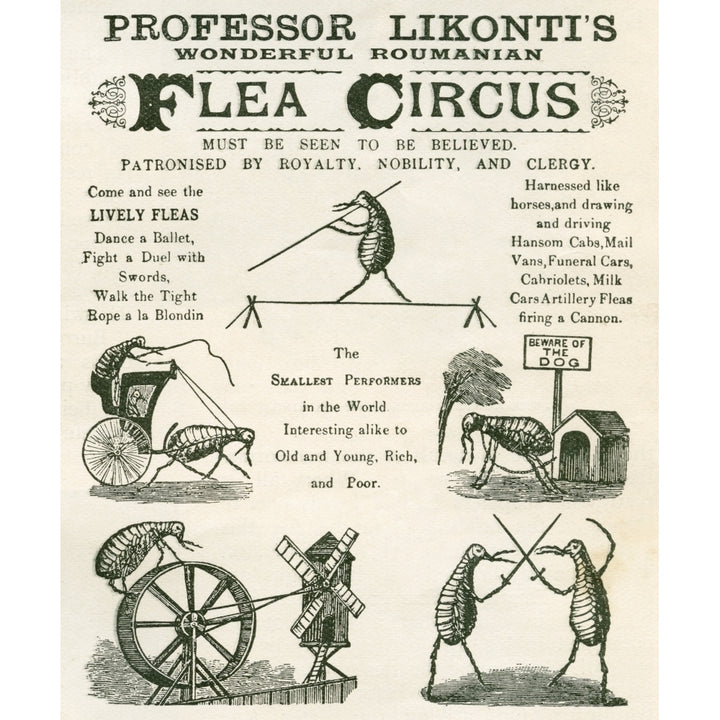 Playbill Of The Professor Likontis Wonderful Romanian Performing Fleas From The Strand Magazine Published 1896 12 x 15 Image 2