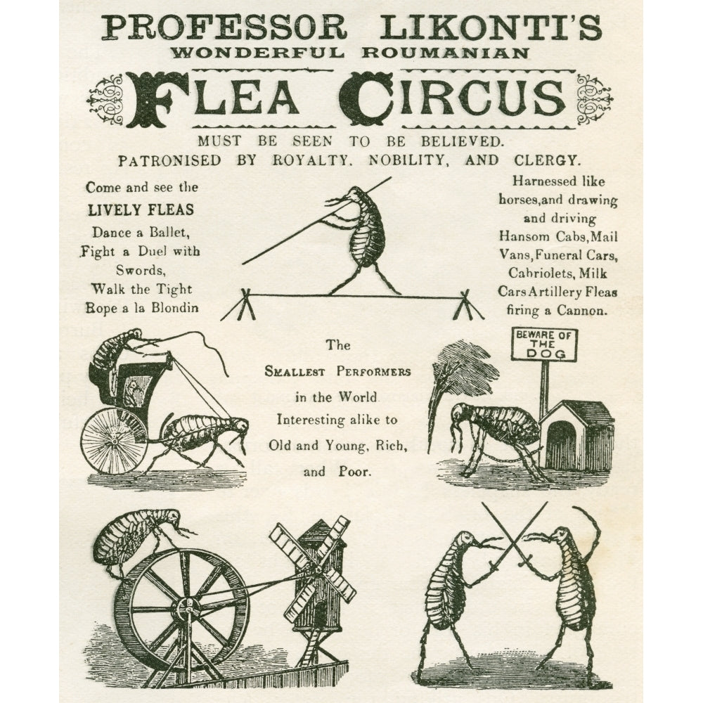 Playbill Of The Professor Likontis Wonderful Romanian Performing Fleas From The Strand Magazine Published 1896 12 x 15 Image 1