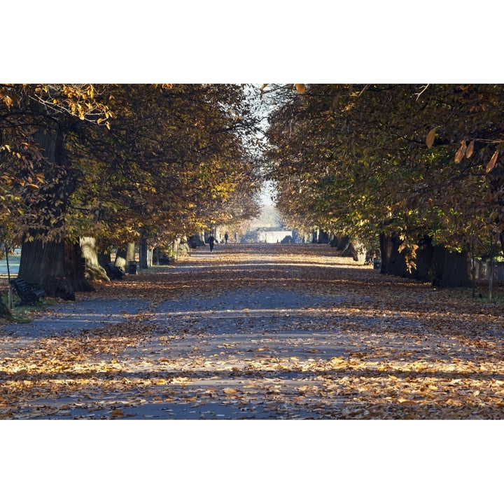 Autumn Leaves On Path In Greenwich Park; Greenwich London England Uk Poster Print Image 1