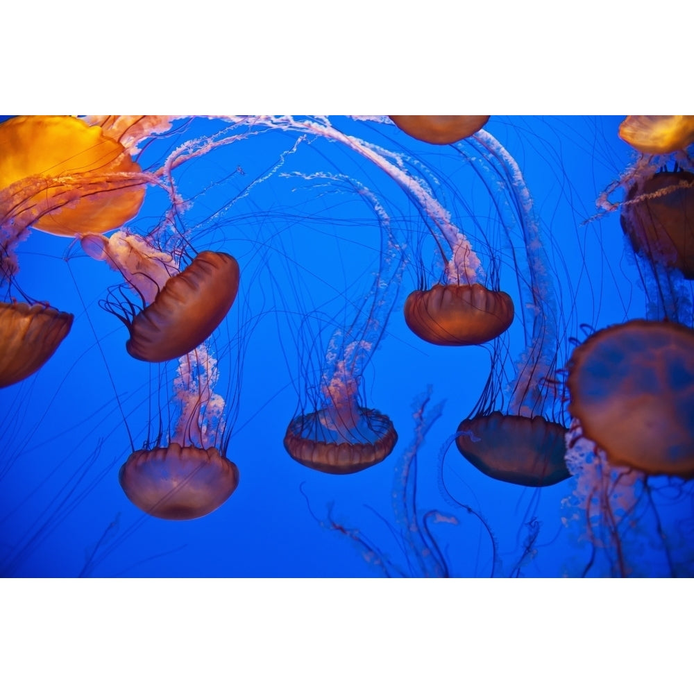 Jellyfish In Aquarium; California Usa Poster Print Image 2