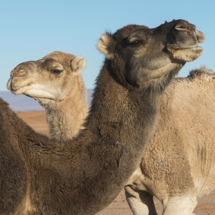 Two camels and a blue sky Poster Print Image 1