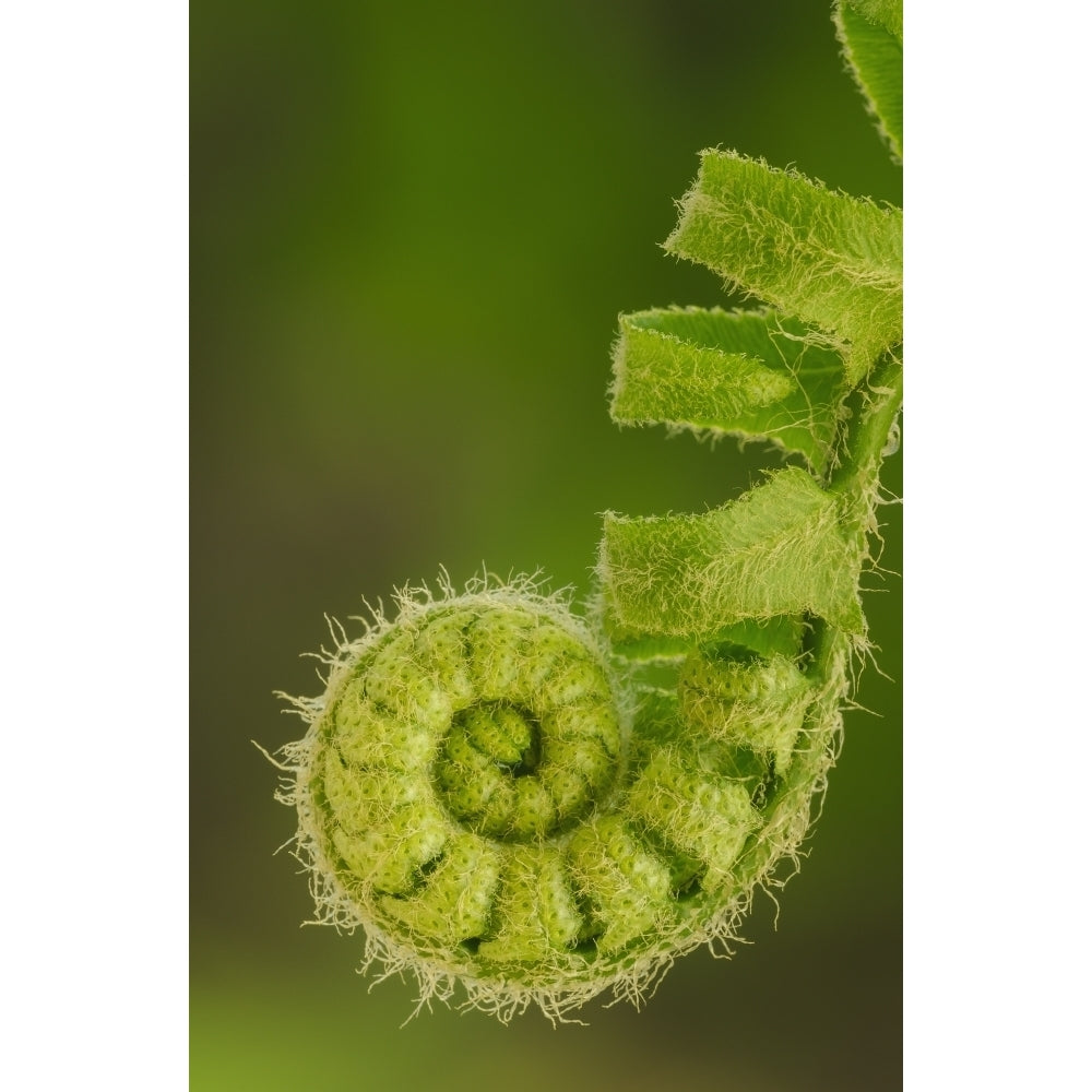 Close up of a fern opening a leaf in springtime;Ohio united states of america Poster Print Image 2