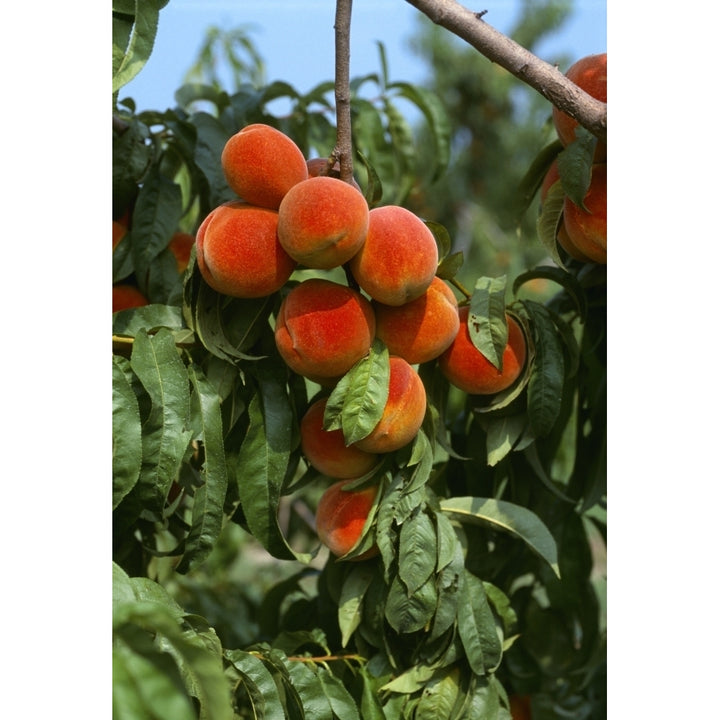 Agriculture - Ripe peaches on the tree ready for harvest / Sussex County Delaware USA. Poster Print Image 2