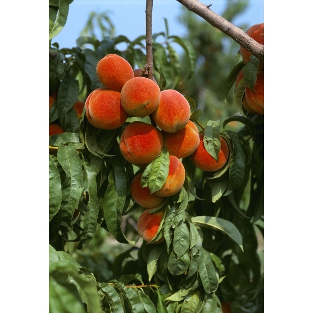 Agriculture - Ripe peaches on the tree ready for harvest / Sussex County Delaware USA. Poster Print Image 1