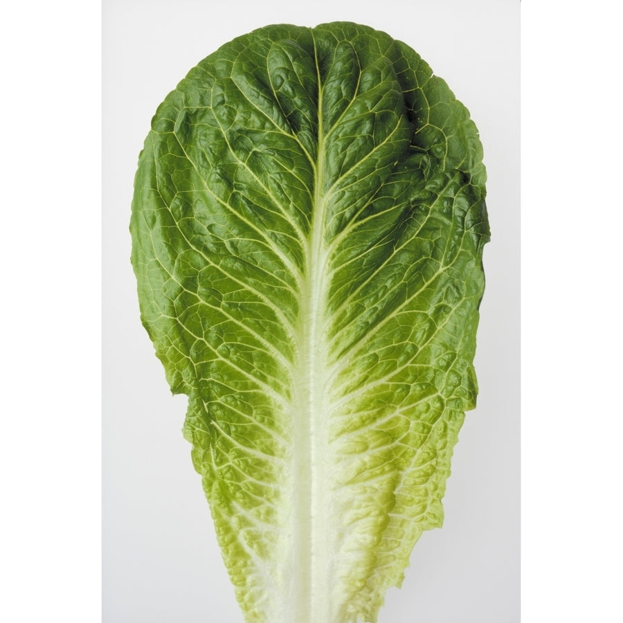 Agriculture - Closeup of a Romaine lettuce leaf on a white surface studio. Poster Print Image 1