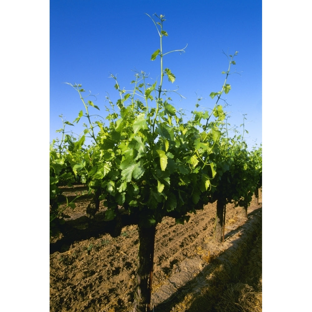 Agriculture - Late spring foliage growth on wine grape vines / Oakdale California USA. Poster Print Image 1