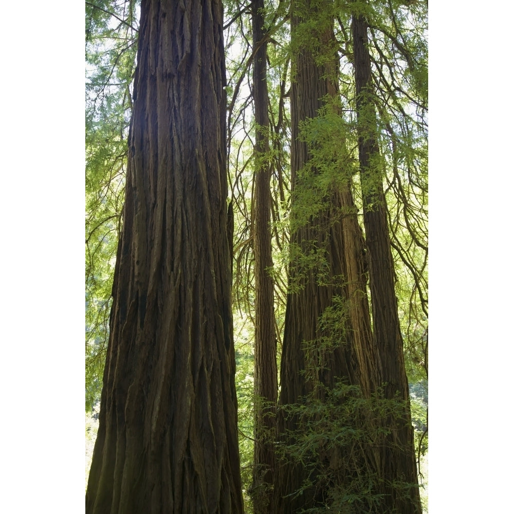 Redwoods In Muir Woods National Monument; Marin County California Usa Poster Print Image 1