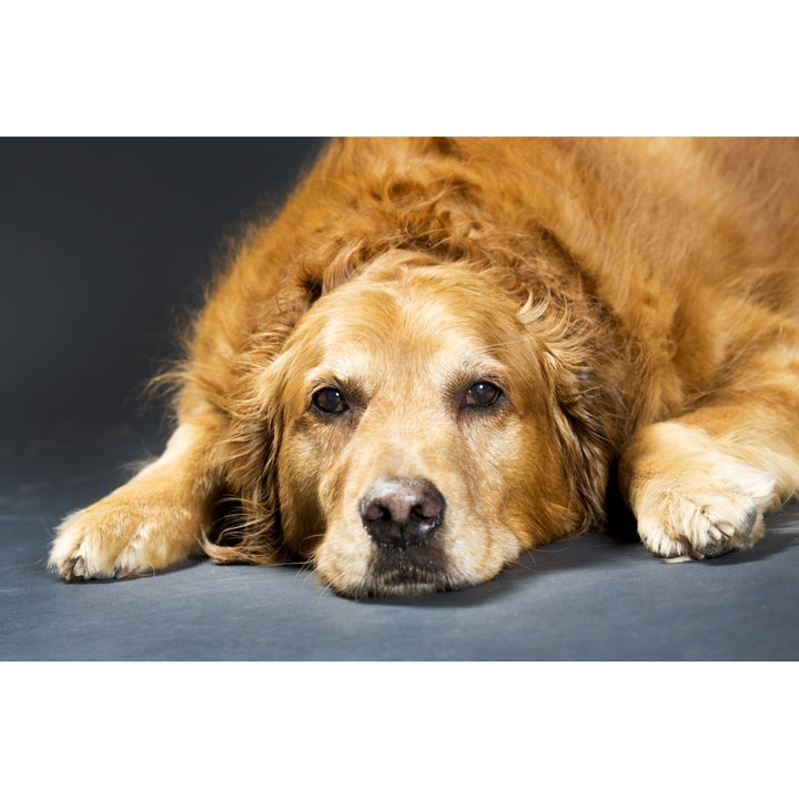 Close Up Portrait Of A Golden Retriever Dog Laying Down; Calgary Alberta Canada Poster Print Image 1