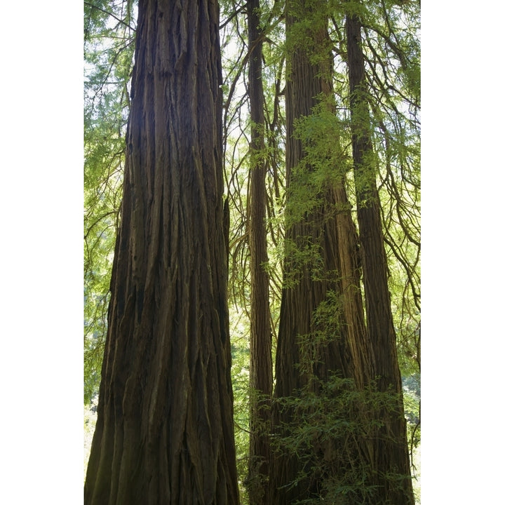 Redwoods In Muir Woods National Monument; Marin County California Usa Poster Print Image 2