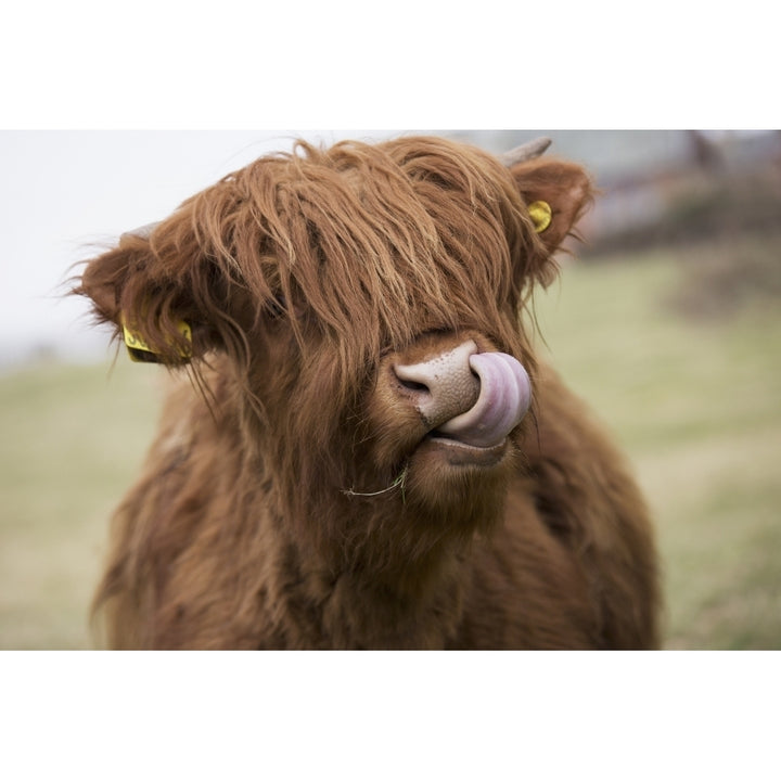 Highland Cattle Licking Its Lips; Scottish Borders Scotland Poster Print Image 1