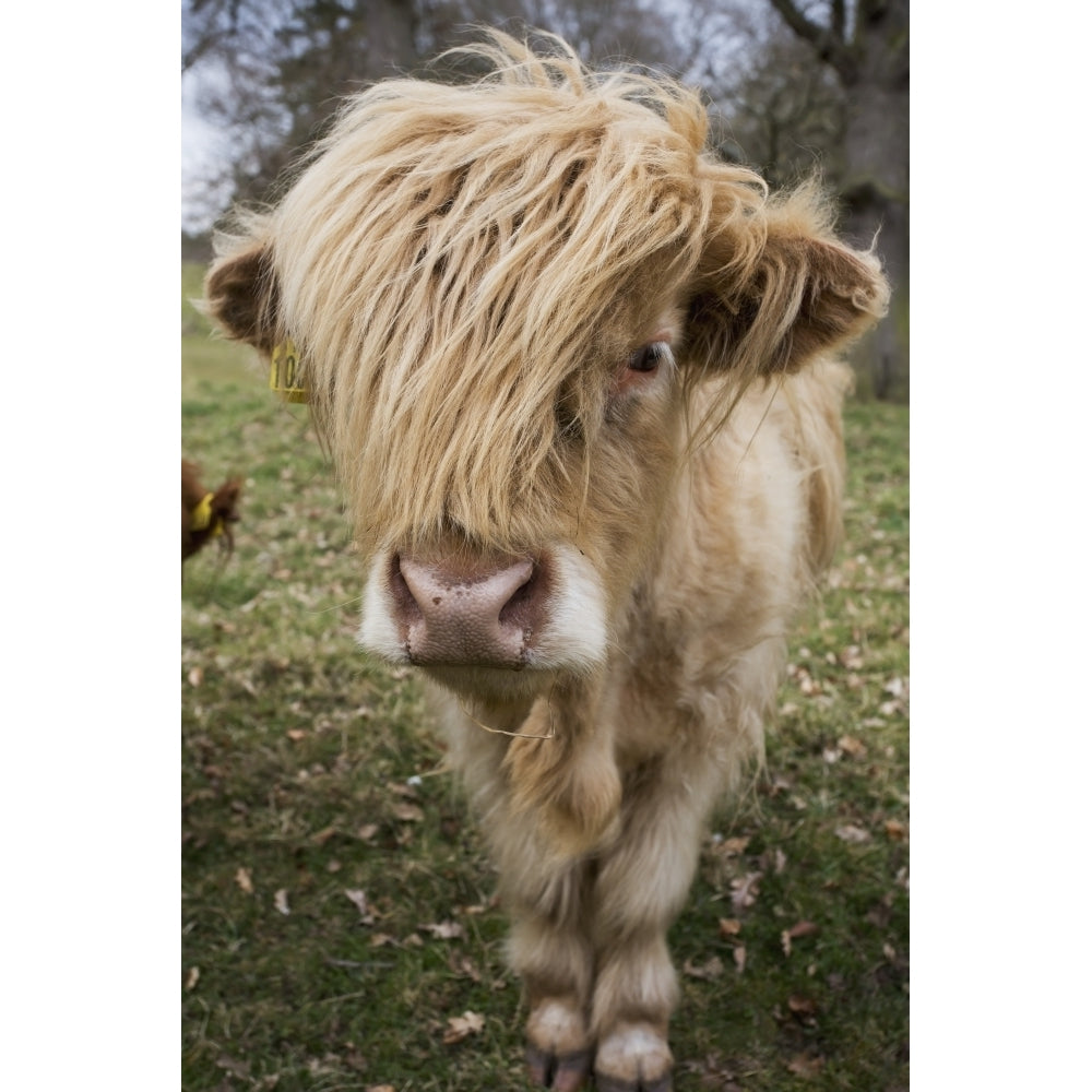 Cow With Long Hair Over Its Face; Scottish Borders Scotland Poster Print Image 1