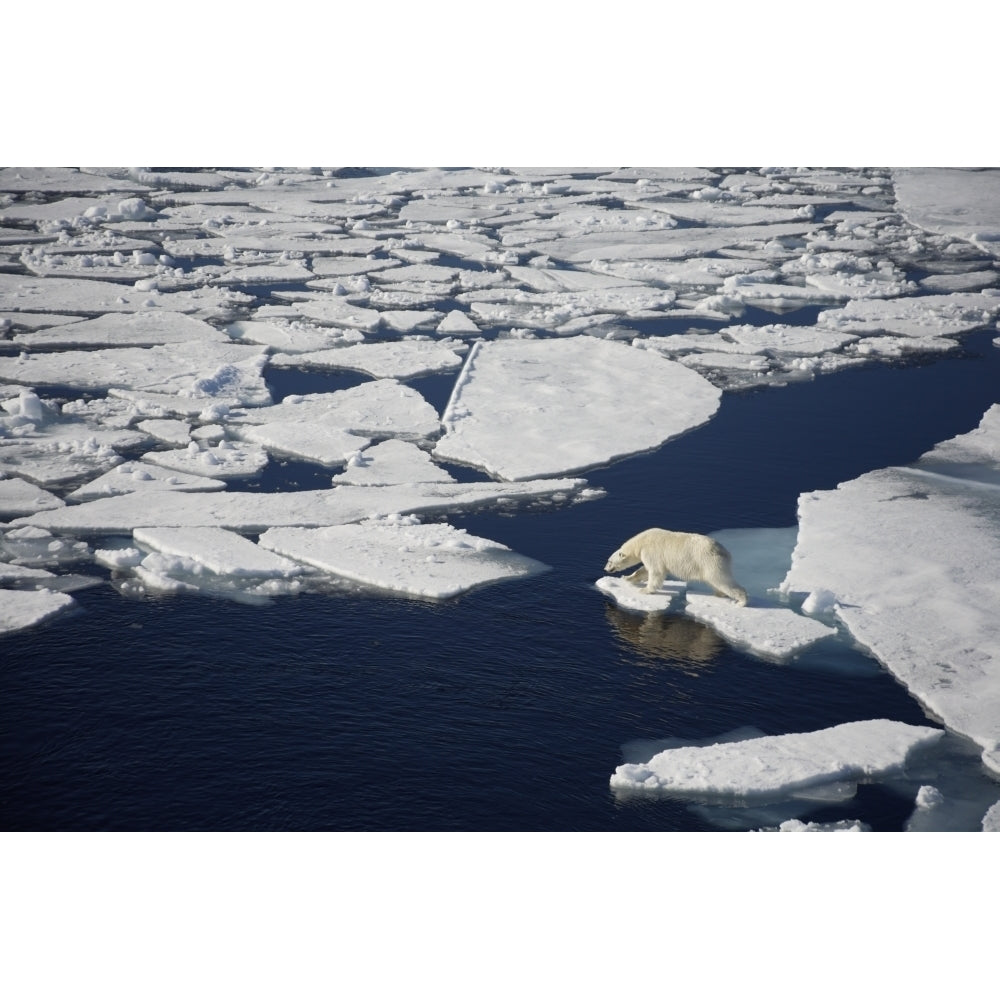 Polar bear on melting sea ice high angle view from cruise ship; Svalbard Norway Poster Print Image 1