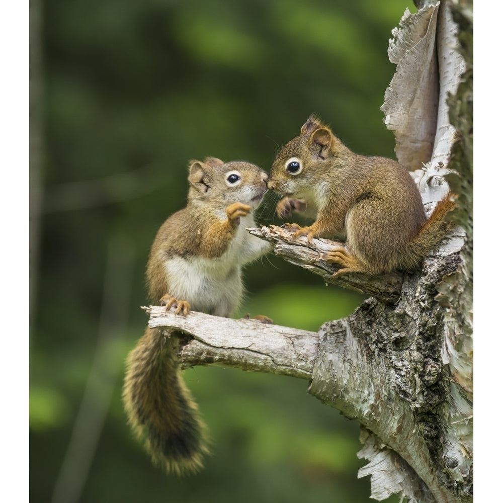 Two Red Squirrels Playing In A Tree; Ontario Canada Poster Print Image 1