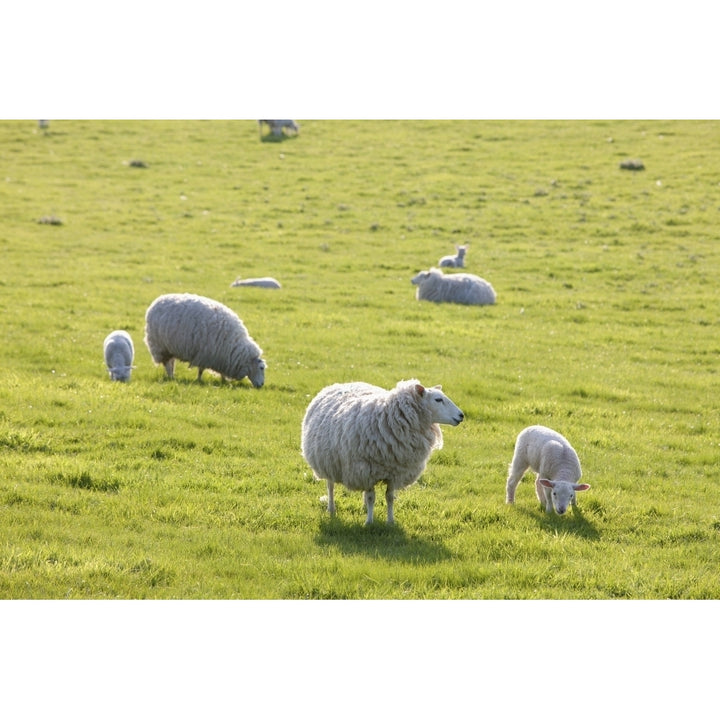 Sheep in a field in the typical English countryside of rolling hills around village of Kingston Deverill; West Wiltshire Image 1