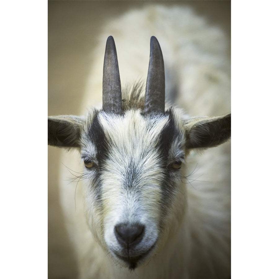 A Friendly Goat Greets Children At Bandons Petting Zoo; Bandon Oregon United States Of America Poster Print Image 1