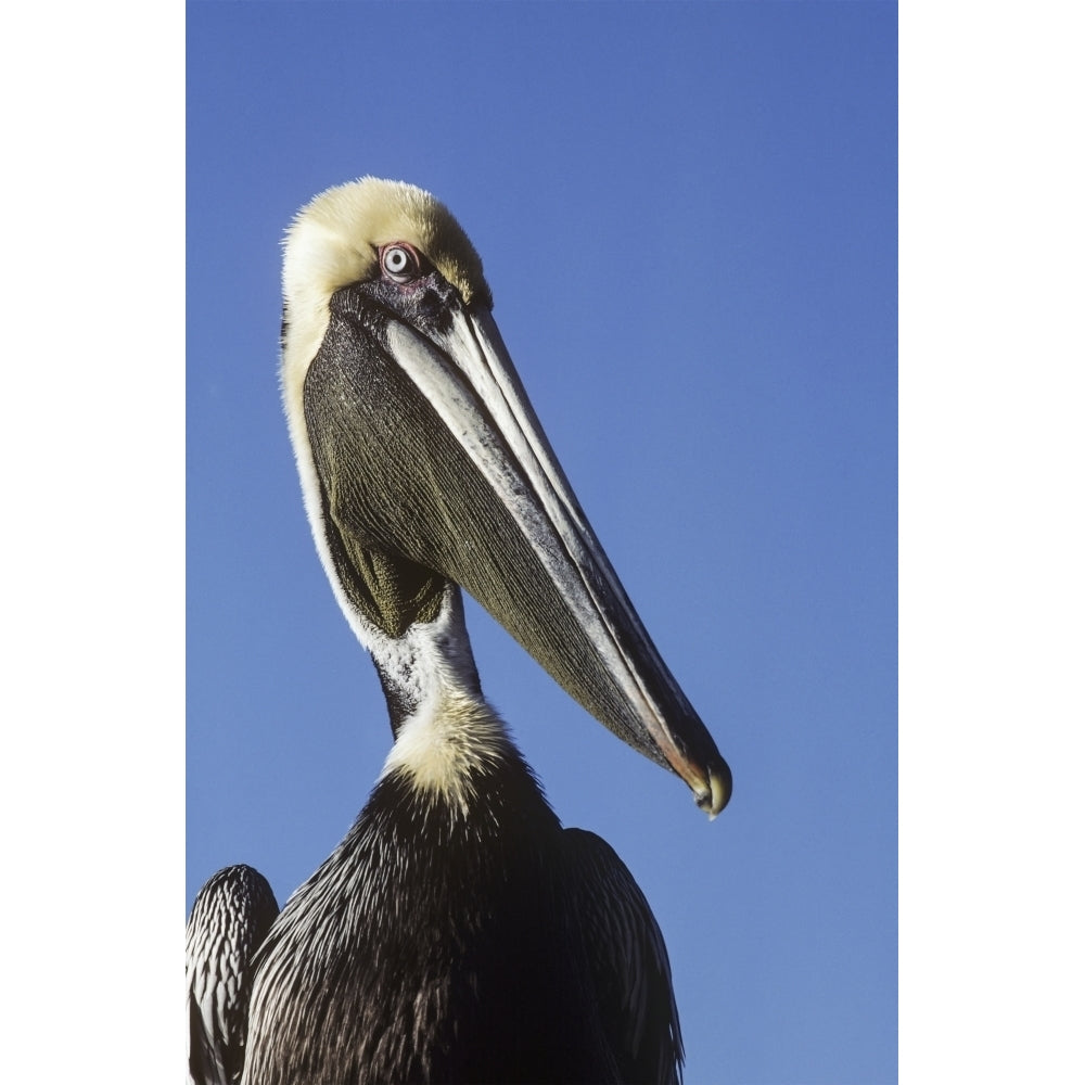 A Brown Pelican Poses For A Picture; Homestead Florida United States Of America Poster Print Image 1