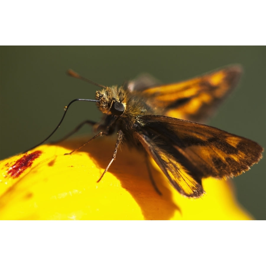 A Skipper Butterfly Visits A Flower; Astoria Oregon United States Of America Poster Print Image 1