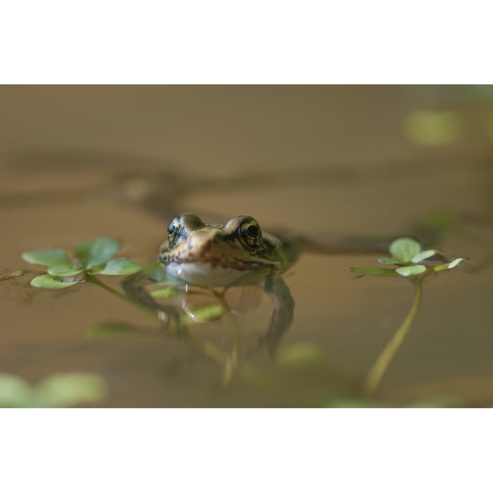 A Red-Legged Frog Floats In A Pond; Astoria Oregon United States Of America Poster Print Image 2