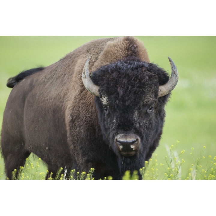 Bison Grasslands National Park; Saskatchewan Canada Poster Print Image 1