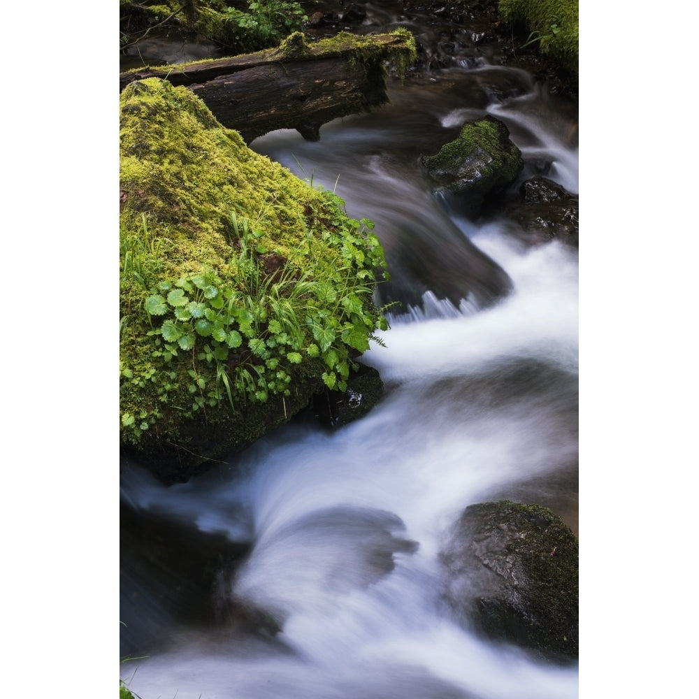 Munson Creek flows through the forest; Tillamook Oregon United States of America Poster Print Image 2