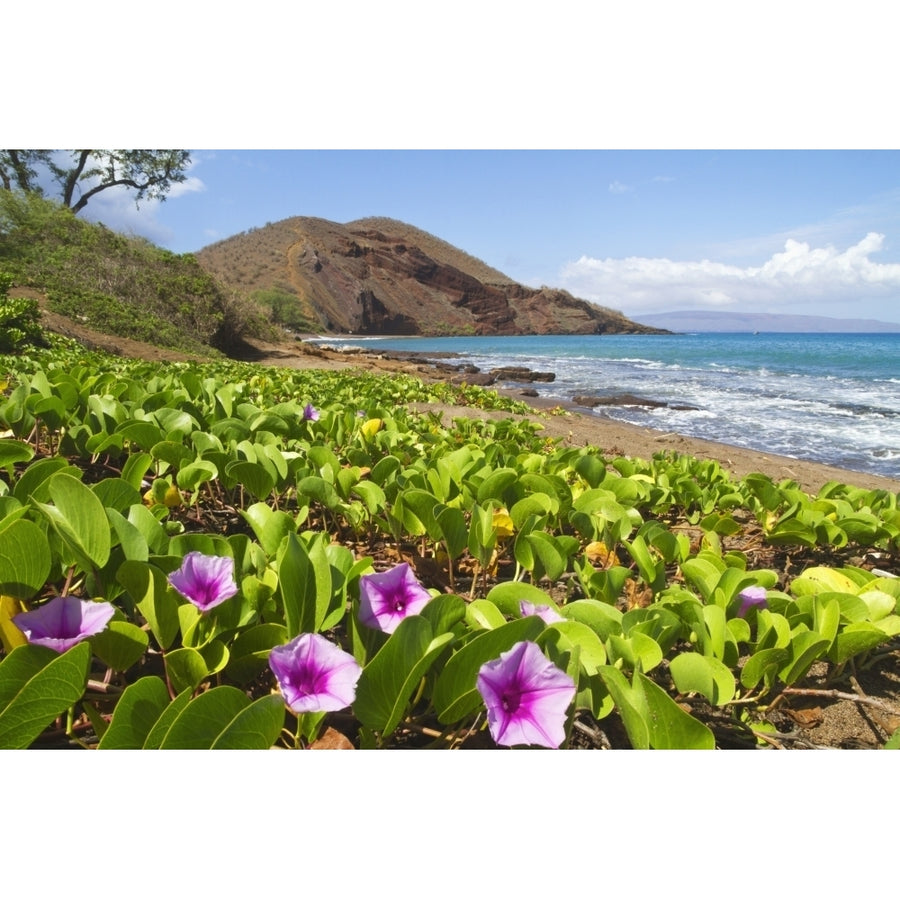 Beach morning glory with Puu Olai in background; Makena Maui Hawaii United States of America Poster Print Image 1