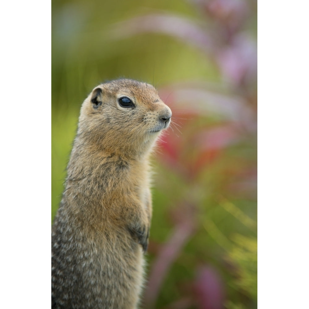 Arctic Ground Squirrel Alaska Poster Print Image 1