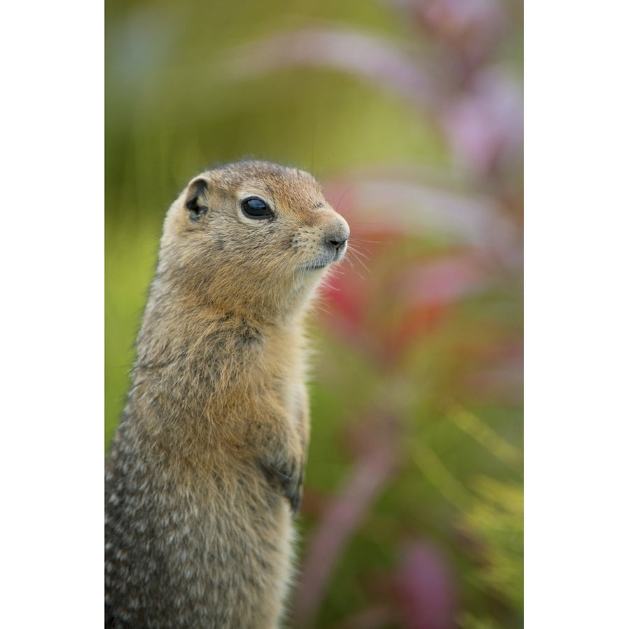 Arctic Ground Squirrel Alaska Poster Print Image 1