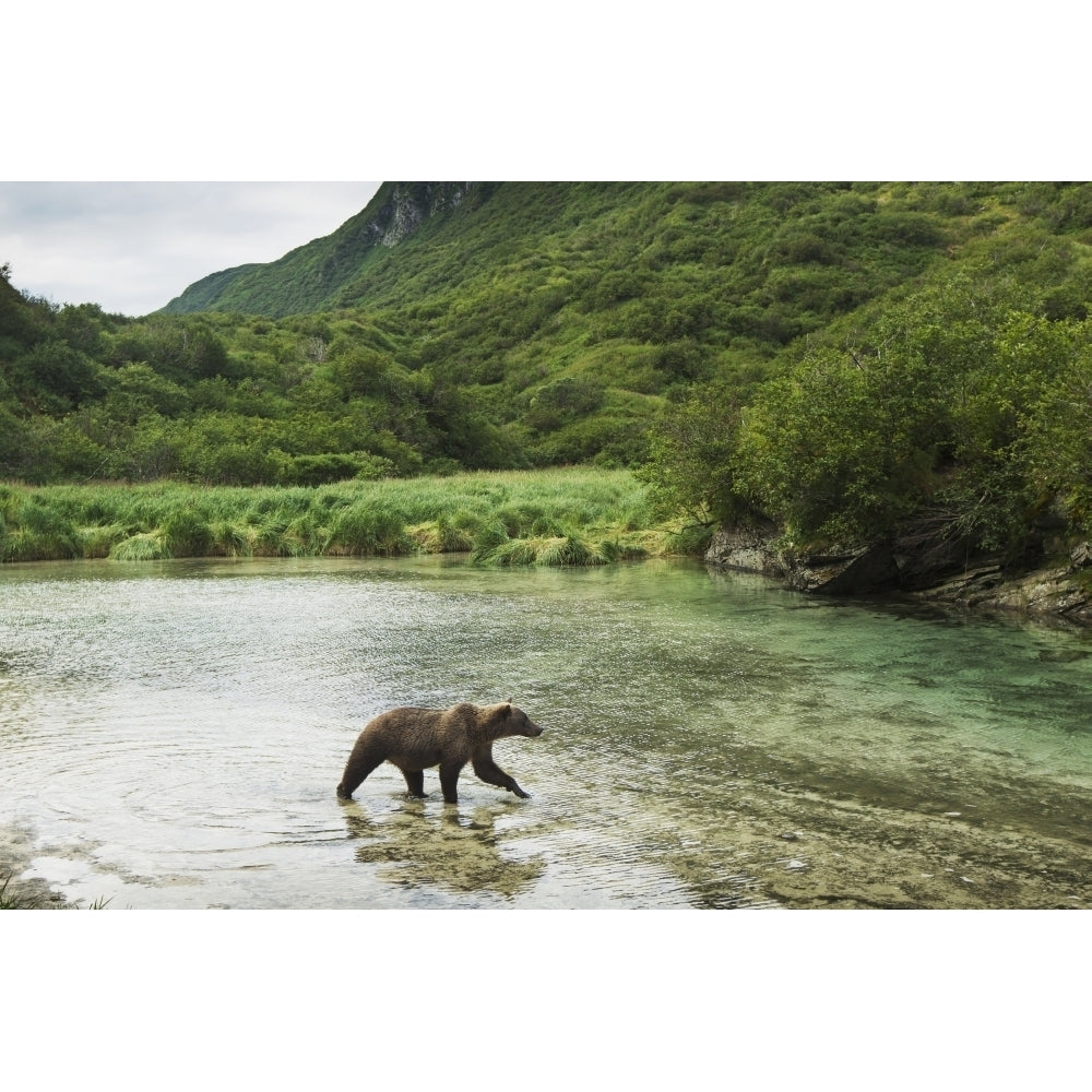 Coastal Brown Bear walking through spawning salmon stream along Kuliak Bay Katmai National Park Southwest Alaska 19 x 12 Image 2