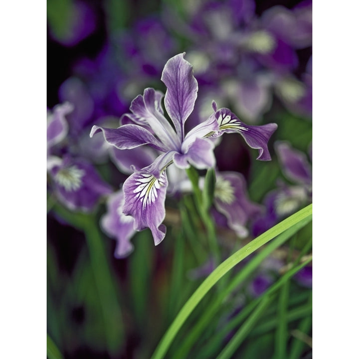 Oregon iris blooms in profusion in the Oregon Coast Range; Reedsport Oregon United States of America Post Image 1