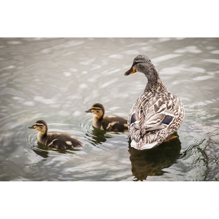 A mother mallard guards her ducklings; Astoria Oregon United States of America Poster Print Image 1