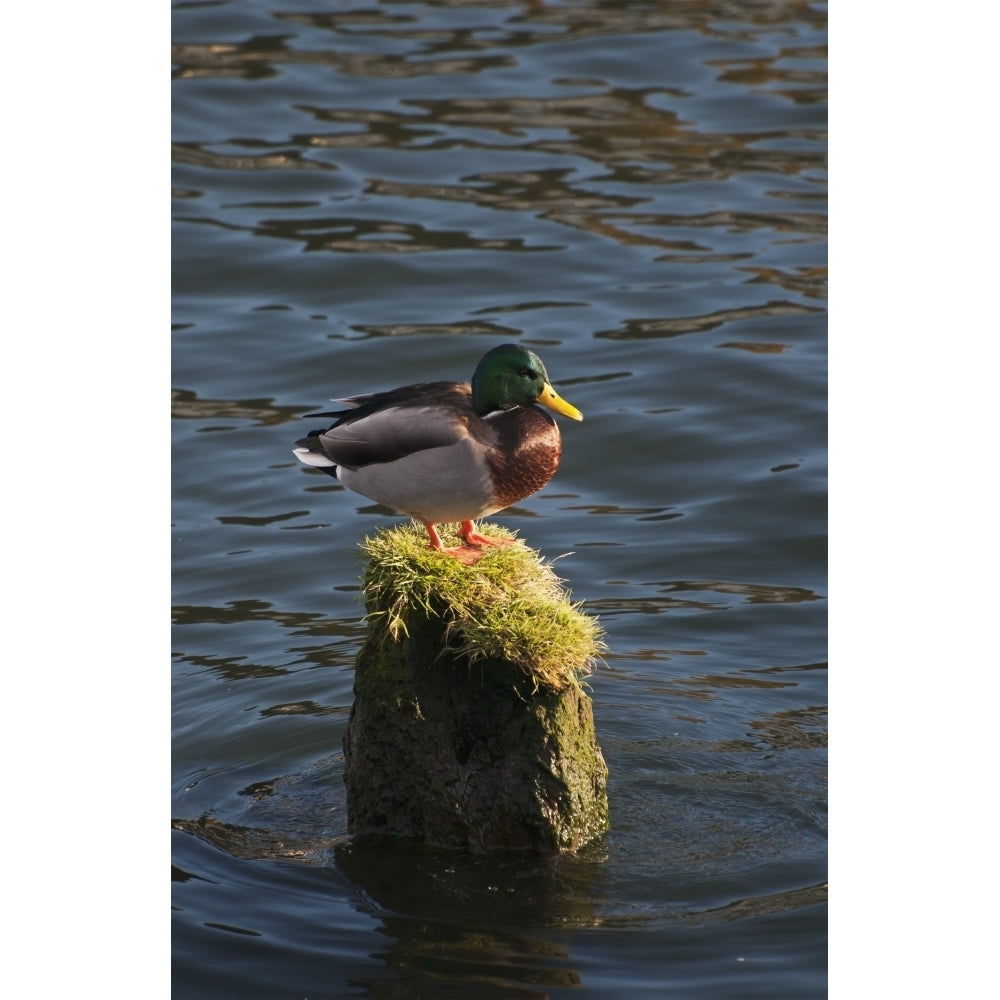 A drake Mallard perches on a piling; Astoria Oregon United States of America Poster Print by Robert L. Potts / Design Image 1