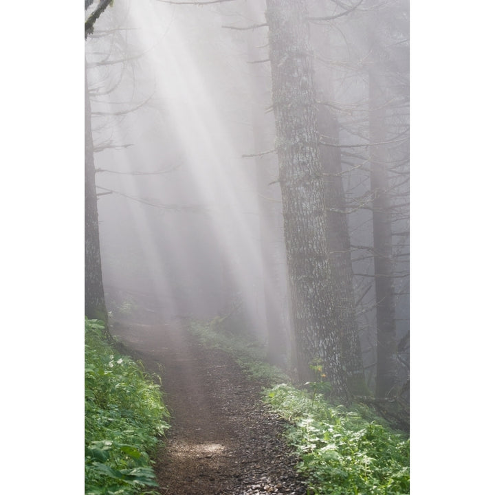 Sunbeams through the foggy forest onto a hiking trail on Saddle Mountain; Elsie Oregon United States of America 12 x 19 Image 1