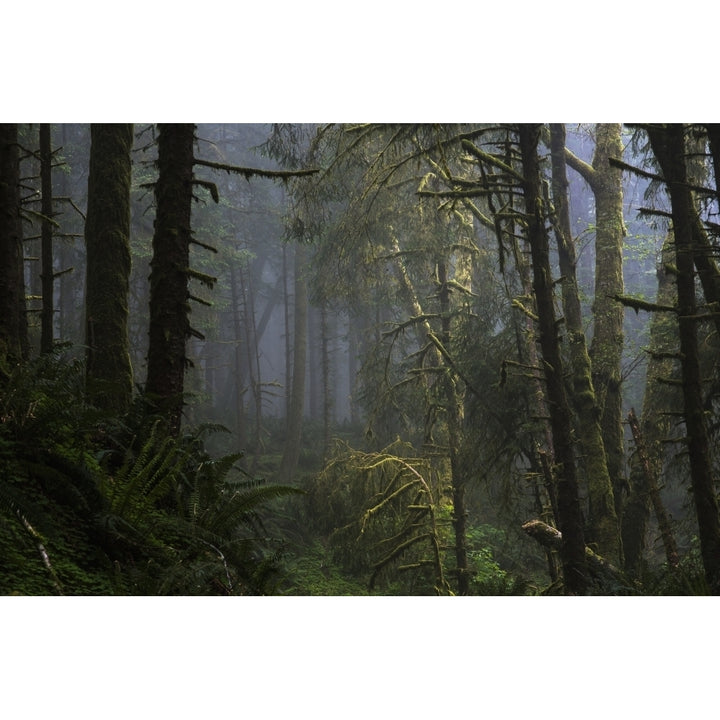 Sunlight and fog mix at Ecola State Park on the North Oregon Coast; Cannon Beach Oregon United States of America Poste Image 1