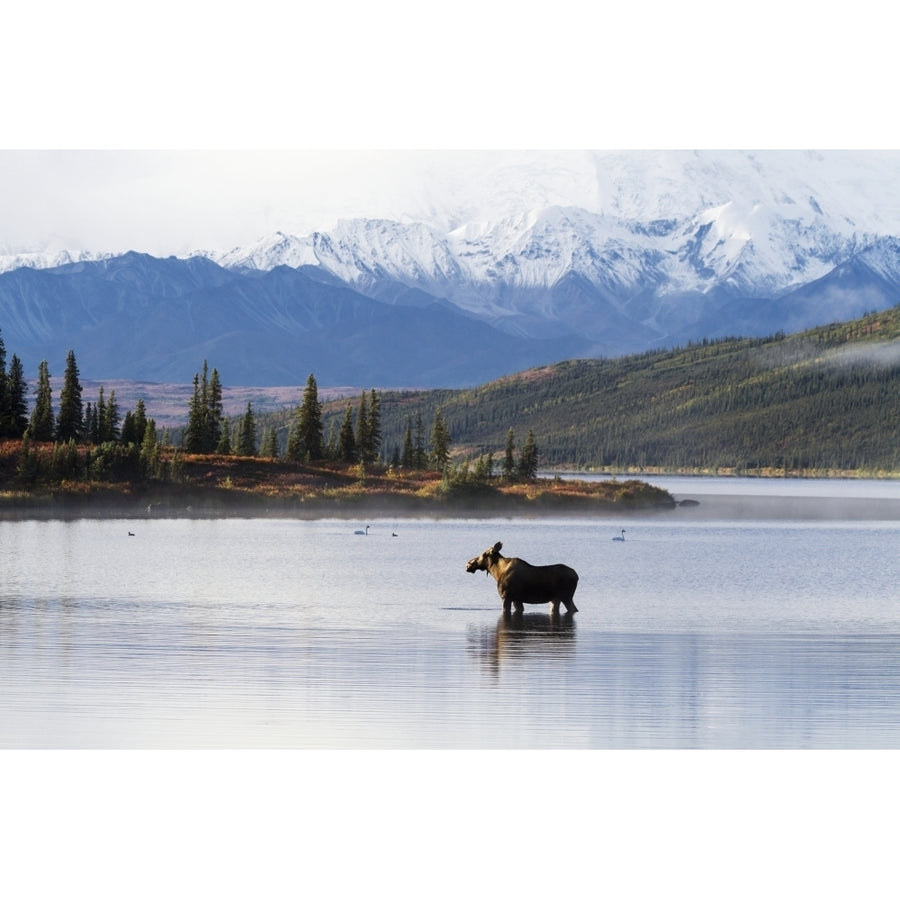 A cow moose stands in Wonder Lake in front of McKinley with colorful fall Image 1