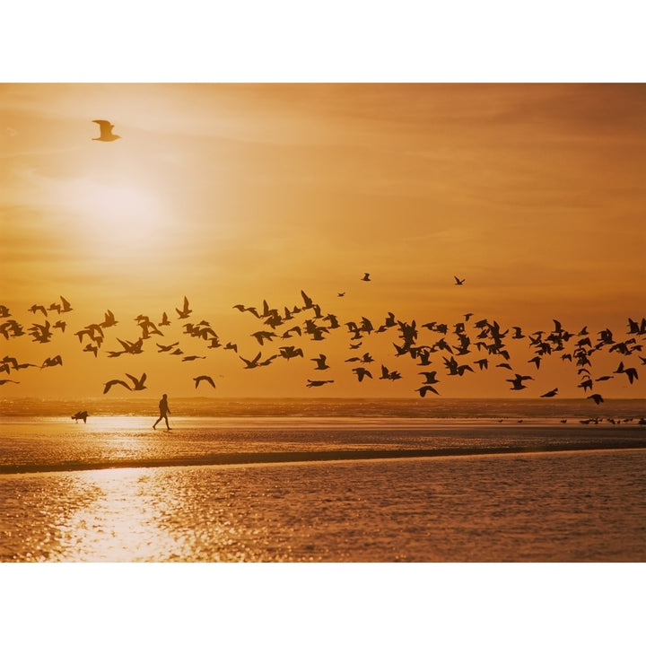 A flock of birds fly over the beach and ocean as the sun sets at Siltcoos Beach; Florence Oregon United States of Amer Image 2