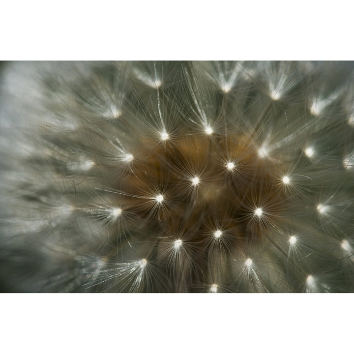 Close up of a dandelion seed head; Astoria Oregon United States of America Poster Print Image 1