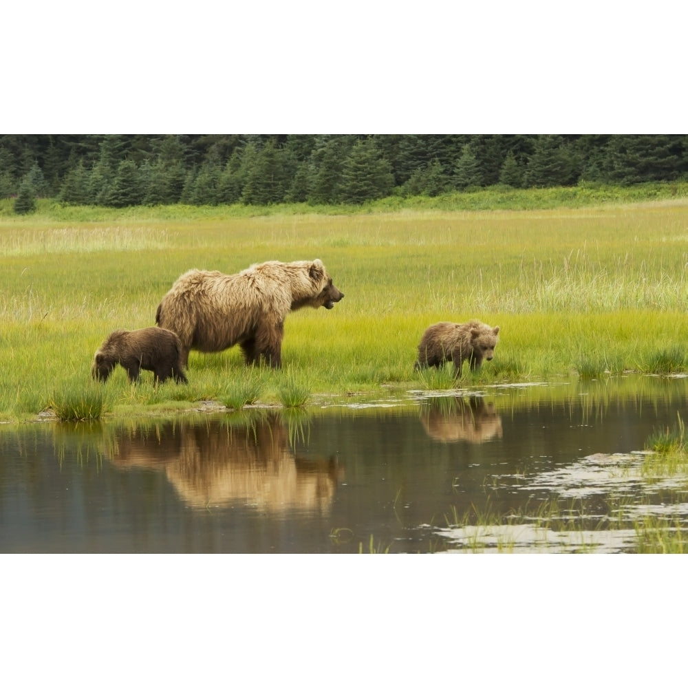 Adult sow Grizzly bear with two cubs Silver Salmon Creek Lake Clark National Image 1