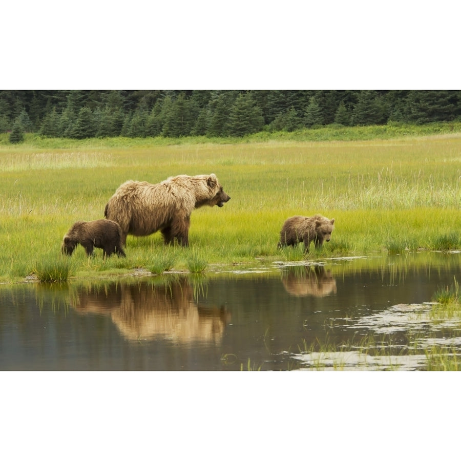 Adult sow Grizzly bear with two cubs Silver Salmon Creek Lake Clark National Image 1