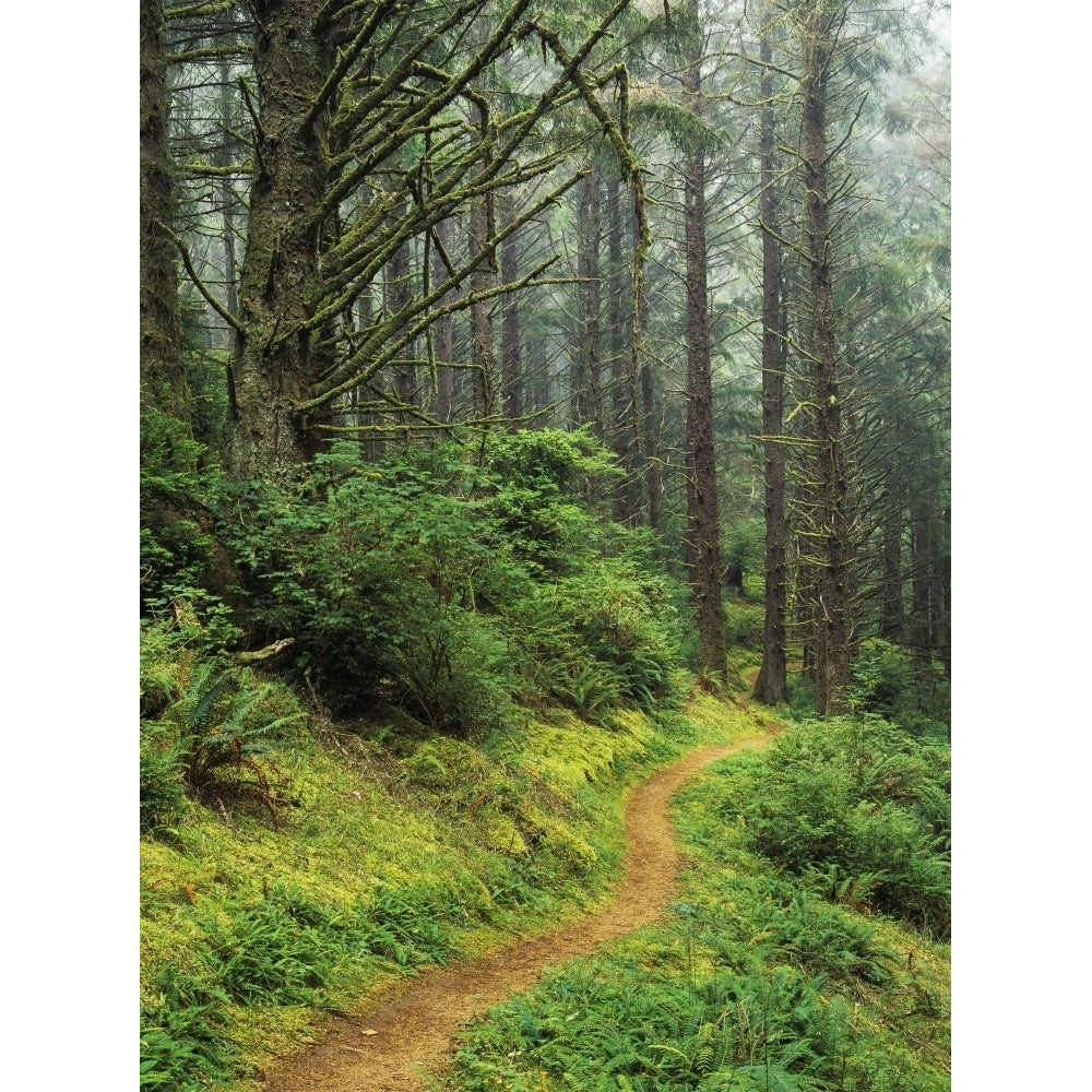 A hiking trail passes through a forest of Sitka spruce trees; Reedsport Oregon United States of America Poster Print b Image 2