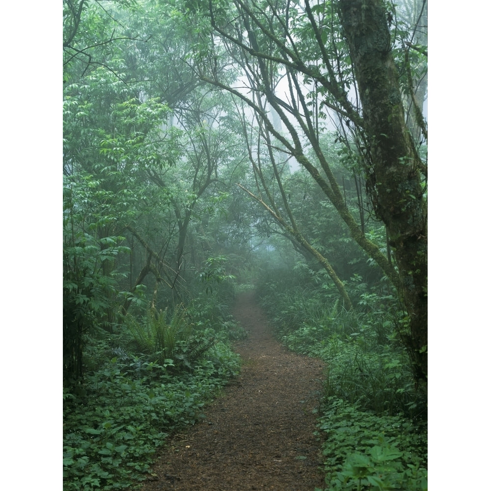 A foggy hiking trail at Cape Perpetua; Yachats Oregon United States of America Poster Print by Robert L. Potts / Desig Image 1