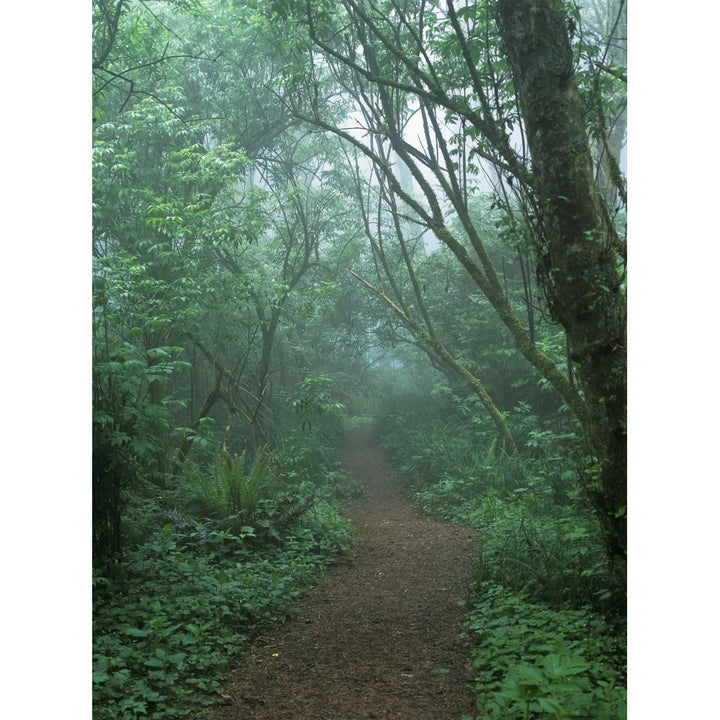 A foggy hiking trail at Cape Perpetua; Yachats Oregon United States of America Poster Print by Robert L. Potts / Desig Image 2