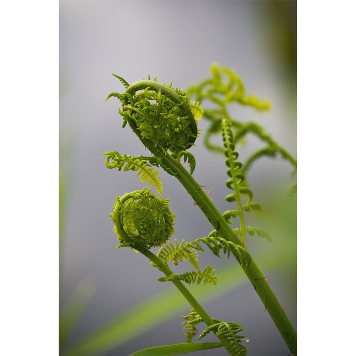 Lady fern fronds unfurl; Astoria Oregon United States of America Poster Print Image 2