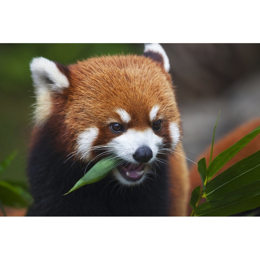 Red Panda or shining cat is a small arboreal mammal and the only species of the genus Ailurus; Guangdong China Image 1