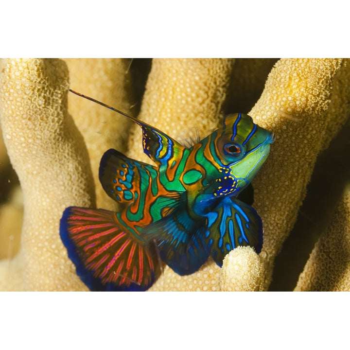 Mandarinfish ; Yap Micronesia Poster Print Image 2