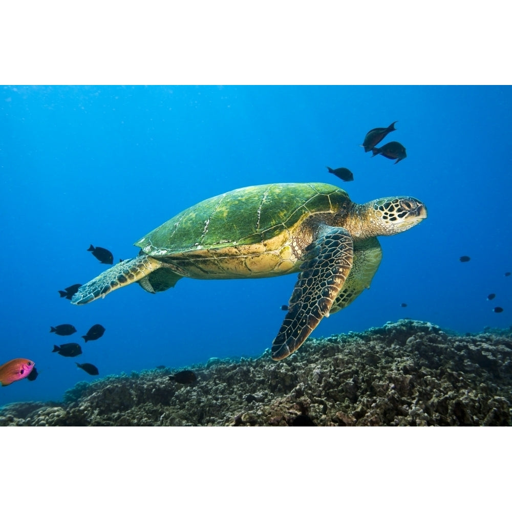 Hawaii Green Sea Turtle swimming in the Pacific Ocean. Poster Print Image 1