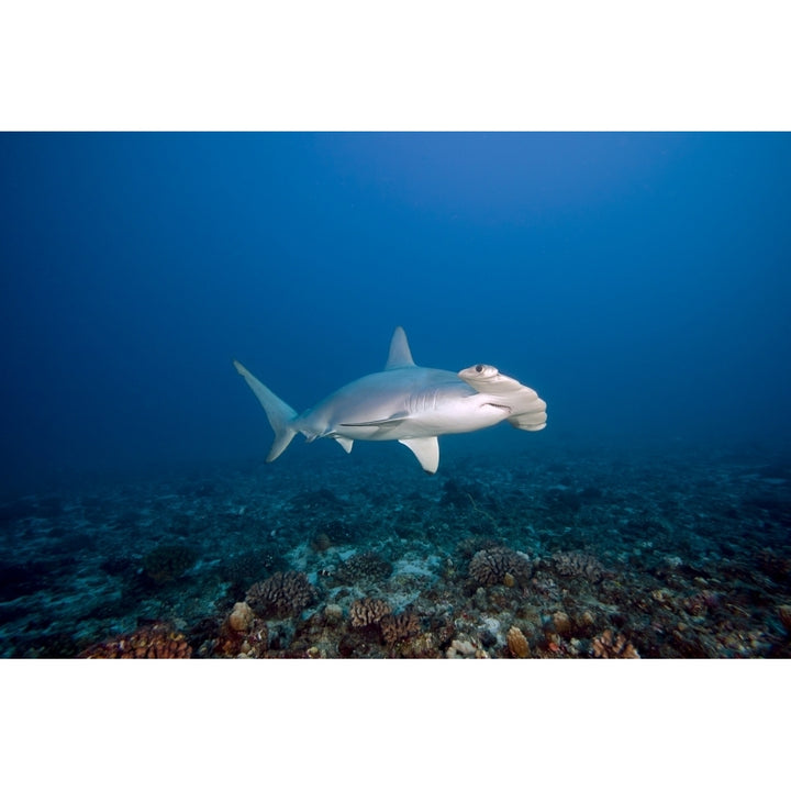 Hawaii Molokai Scalloped Hammerhead shark swimming on the ocean floor Poster Print Image 1