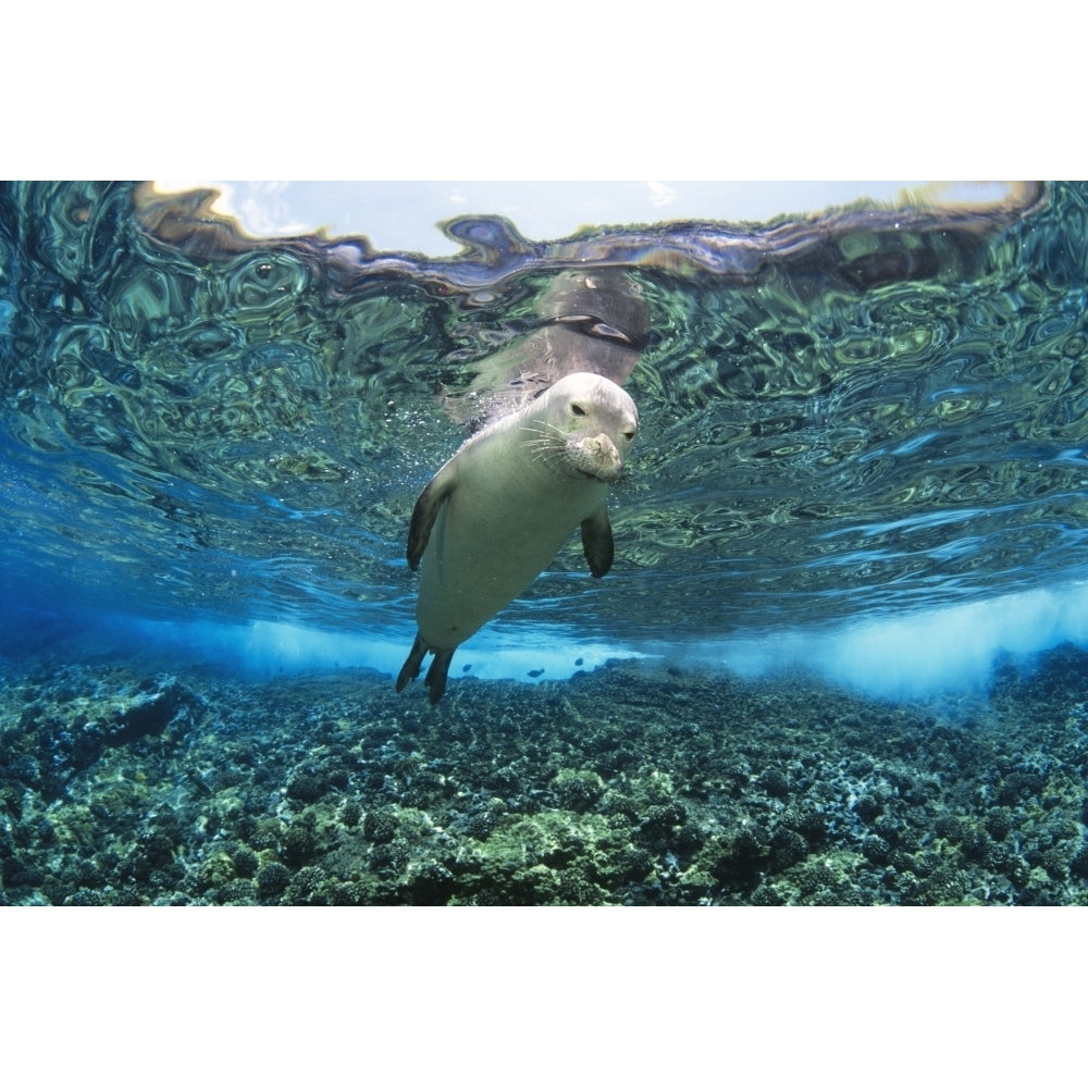 Hawaiian monk seal over reef nr surface w/ refelctions Poster Print Image 2